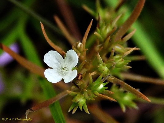 {Polypremum procumbens}